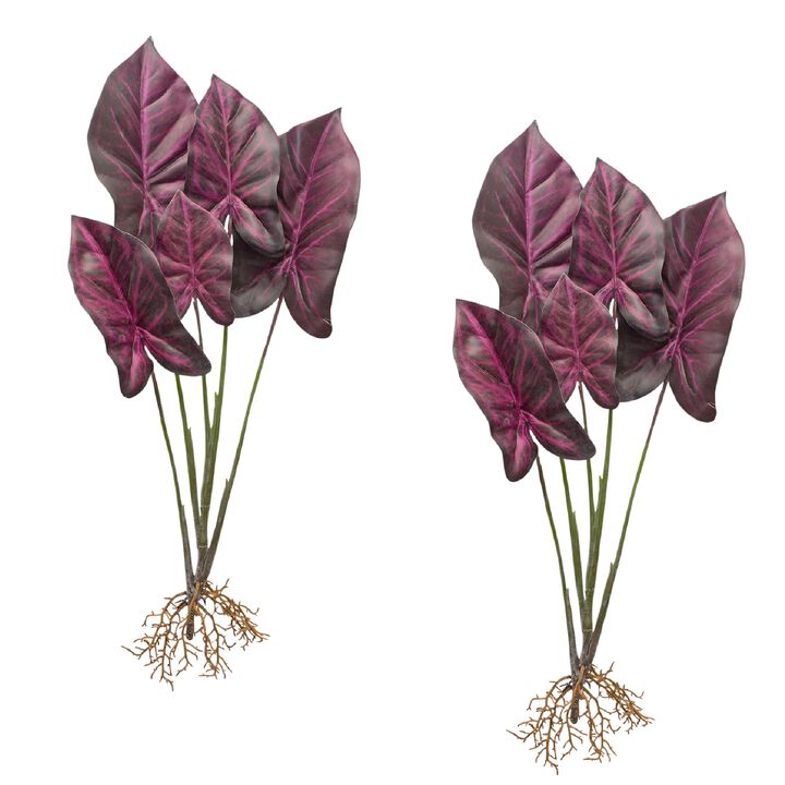 Set of 2 Burgundy Caladium Plants with Root Accents for Vibrant Home Décor and Greenery