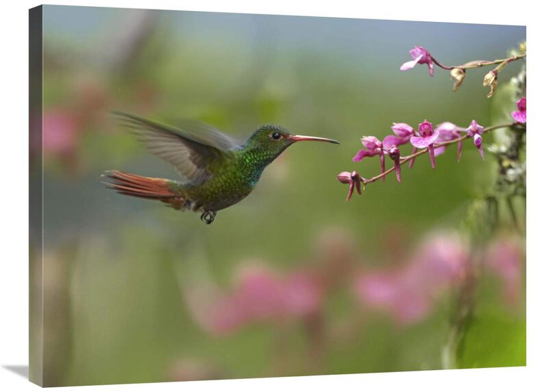 Rufous-tailed Hummingbird hovering near flower, Ecuador-Canvas Art-32x24