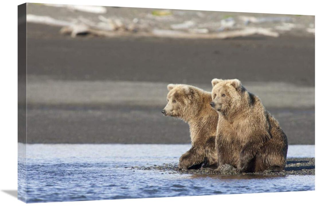 Grizzly Bear yearlings on shore, Katmai National Park, Alaska-Canvas Art-30x20