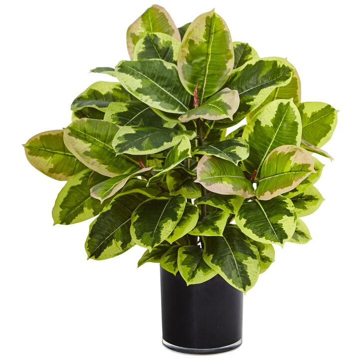 Hivvago Rubber Plant in Glossy Cylinder (Real Touch)
