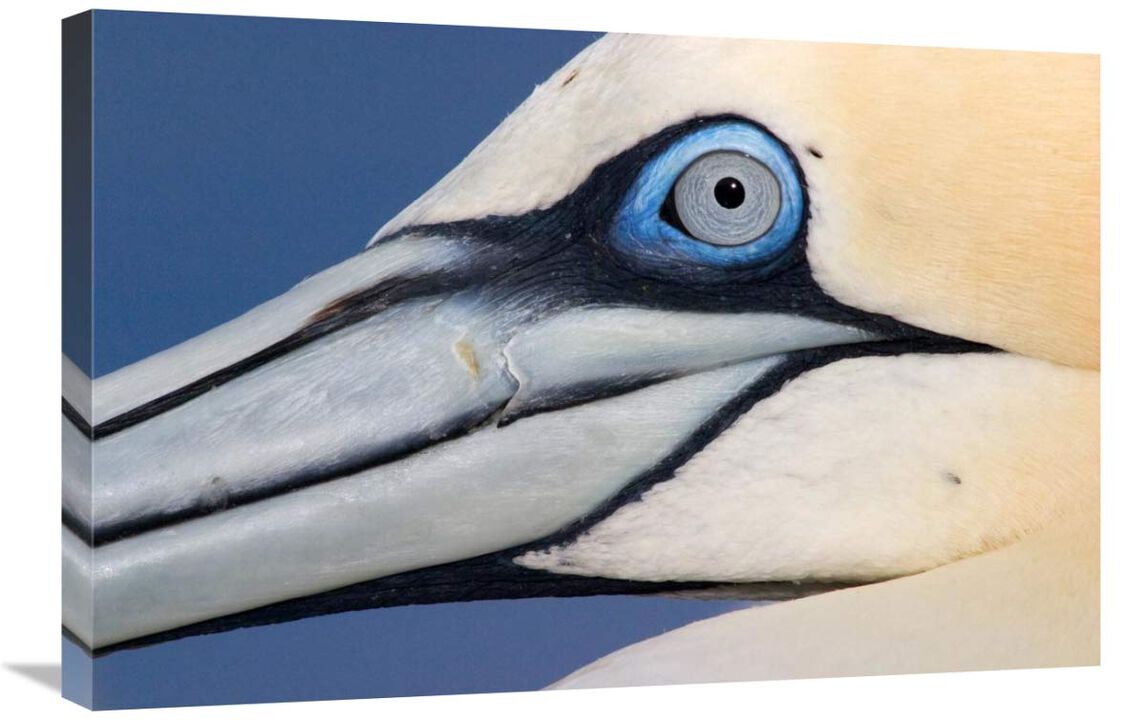 Northern Gannet profile, Saltee Islands, Ireland-Canvas Art-30x20