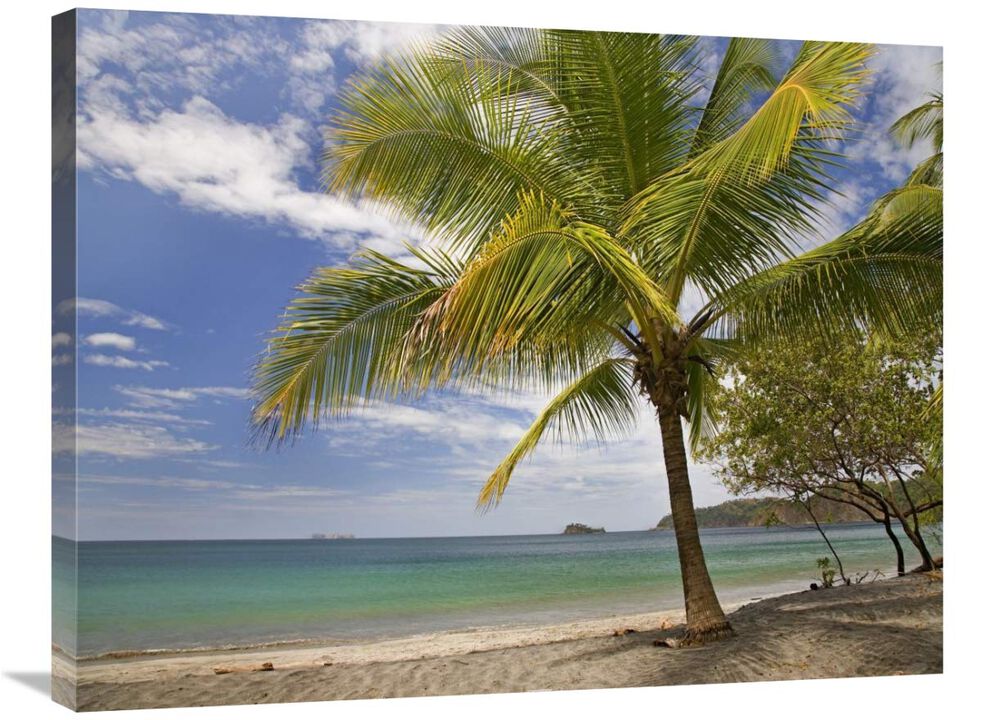 Palm trees line Penca Beach, Costa Rica-Canvas Art-32x24