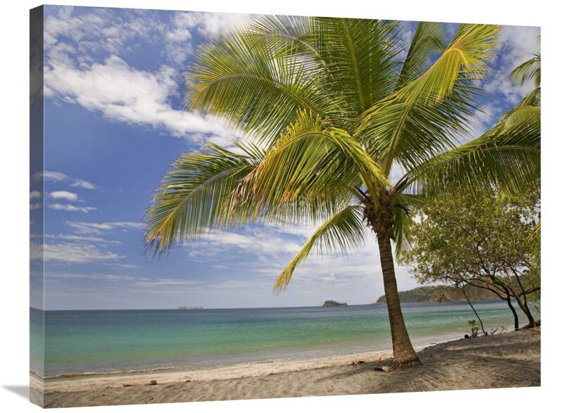 Palm trees line Penca Beach, Costa Rica-Canvas Art-32x24