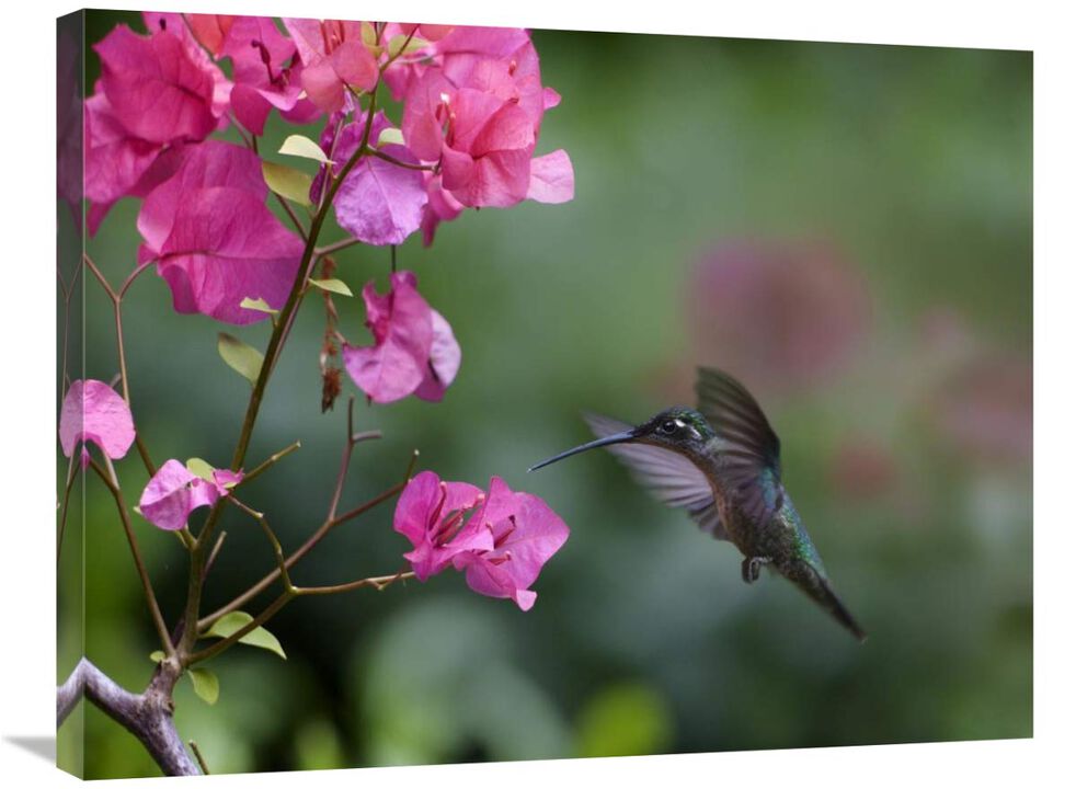 Magnificent Hummingbird female feeding at flower, Costa Rica-Canvas Art-32x24