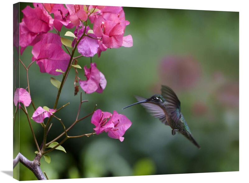 Magnificent Hummingbird female feeding at flower, Costa Rica-Canvas Art-32x24
