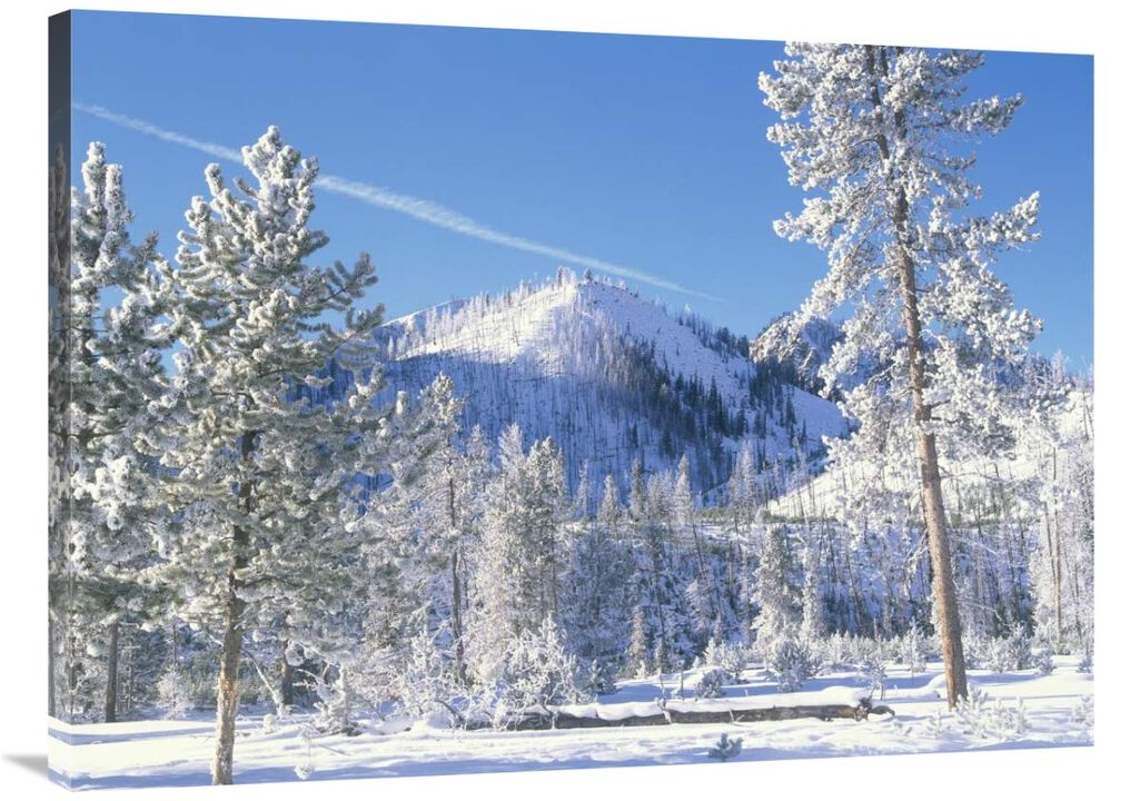 Pine trees covered with snow in winter, Yellowstone National Park, Wyoming-Canvas Art-40x30