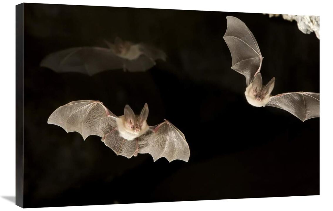 Townsends Big-eared Bats, Derrick Cave Complex, central Oregon-Canvas Art-36x24
