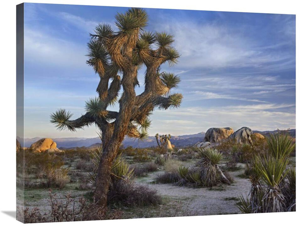 Joshua Tree, Joshua Tree National Park, California-Canvas Art-32x24