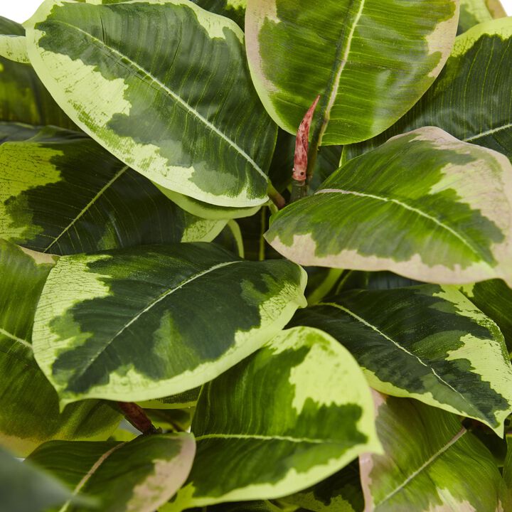 Hivvago Rubber Plant in Glossy Cylinder (Real Touch)