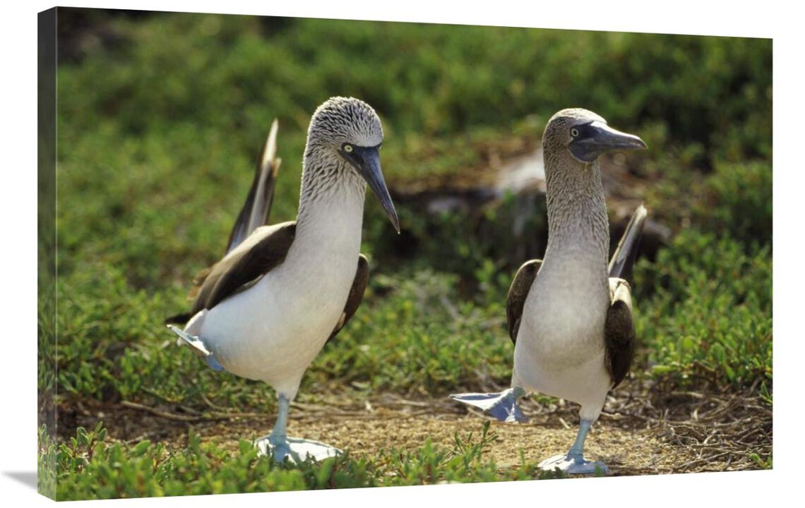 Blue-footed Booby pair performing courtship dance, Seymour Island, Galapagos Islands, Ecuador-Canvas Art-36x24