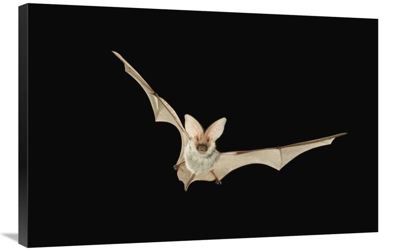 Spotted Bat flying at night near the edge of the Grand Canyon, Kaibab National Forest, Arizona-Canvas Art-36x24