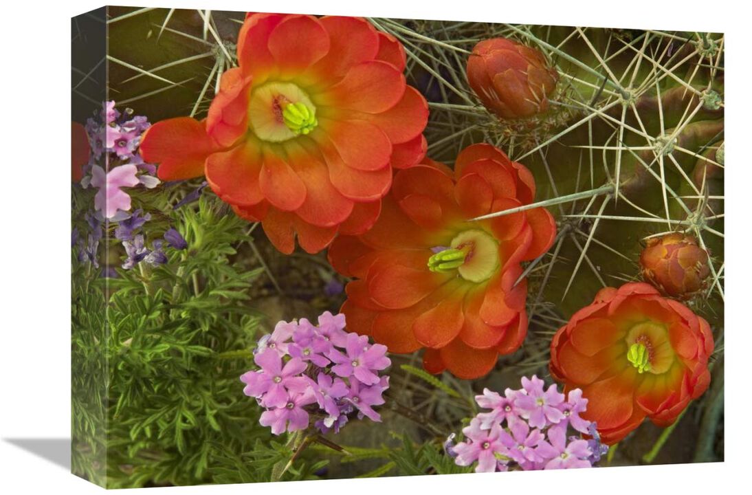 Claret Cup Cactus and Verbena detail of flowers in bloom, North America-Canvas Art-16x12