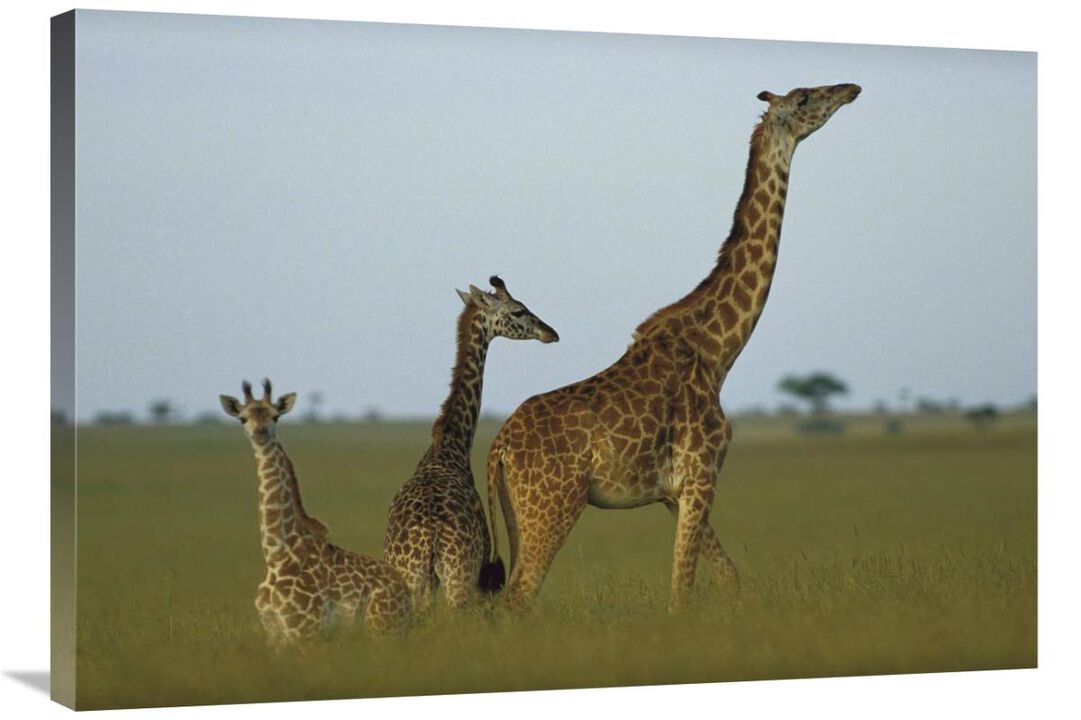 Giraffe adult and juveniles on savanna, Kenya-Canvas Art-36x25.2