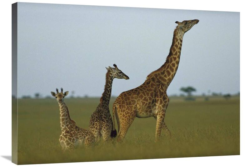 Giraffe adult and juveniles on savanna, Kenya-Canvas Art-36x25.2