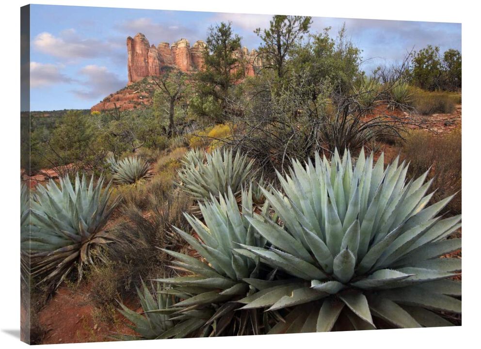 Agave and Coffee Pot Rock near Sedona, Arizona-Canvas Art-40x30
