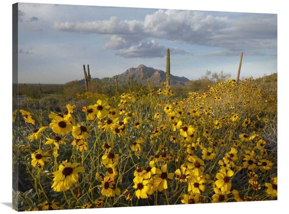 Saguaro cacti and Brittlebush at Picacho Peak State Park, Arizona-Canvas Art-40x30