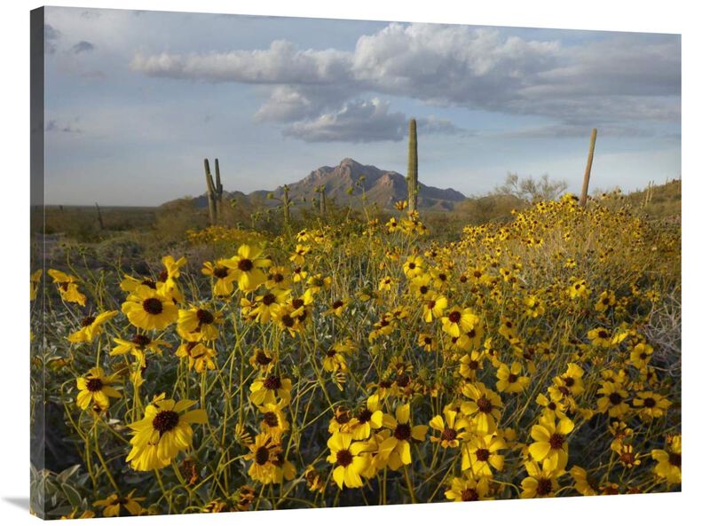 Saguaro cacti and Brittlebush at Picacho Peak State Park, Arizona-Canvas Art-40x30