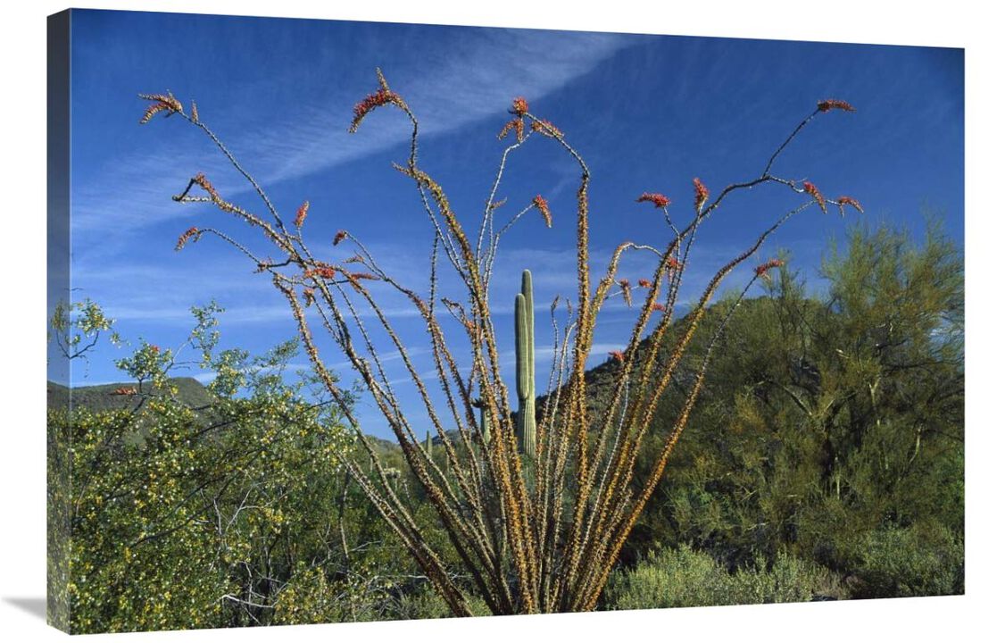 Ocotillo Saguaro Greasewood and Palo Verde Arizona-Canvas Art-36x24