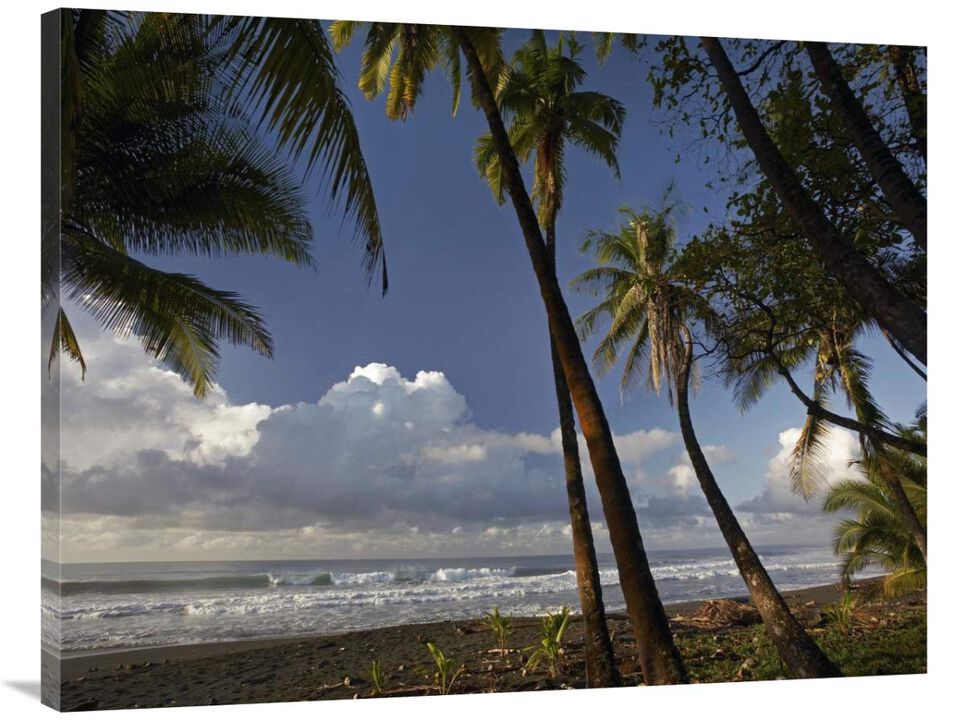 Palm trees on the beach near Marino Ballena National Park, Costa Rica-Canvas Art-40x30