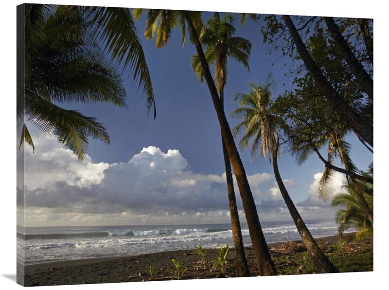 Palm trees on the beach near Marino Ballena National Park, Costa Rica-Canvas Art-40x30