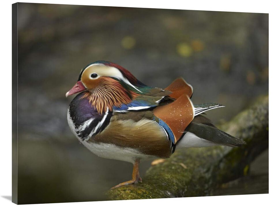 Mandarin Duck male, Jurong Bird Park, Singapore-Canvas Art-40x30