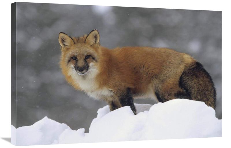 Red Fox standing at the top of a snow bank, Montana-Canvas Art-36x24