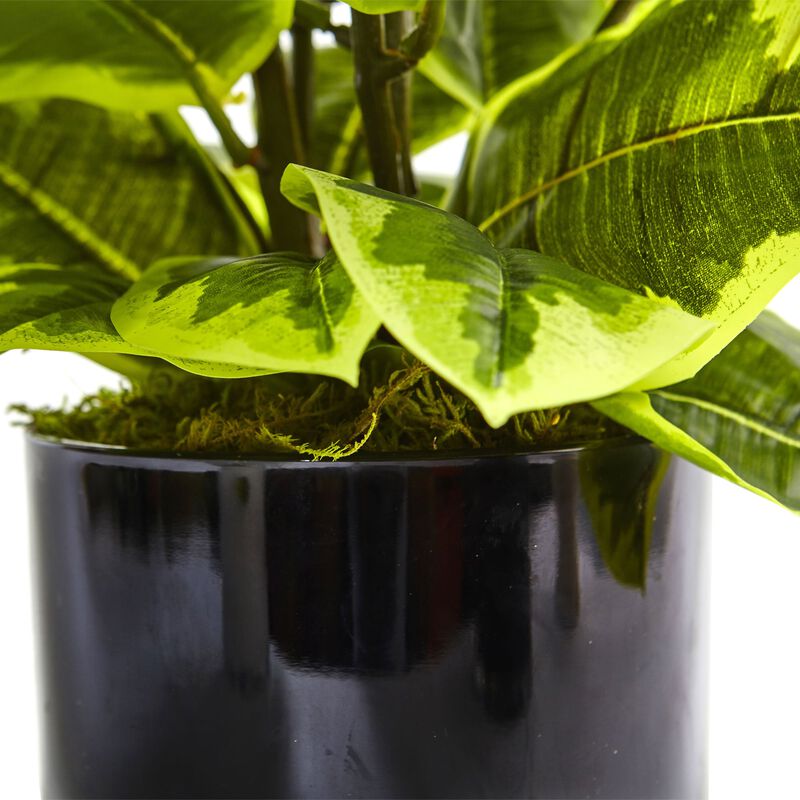 Hivvago Rubber Plant in Glossy Cylinder (Real Touch)