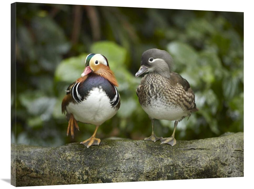 Mandarin Duck male and female, Jurong Bird Park, Singapore-Canvas Art-40x30