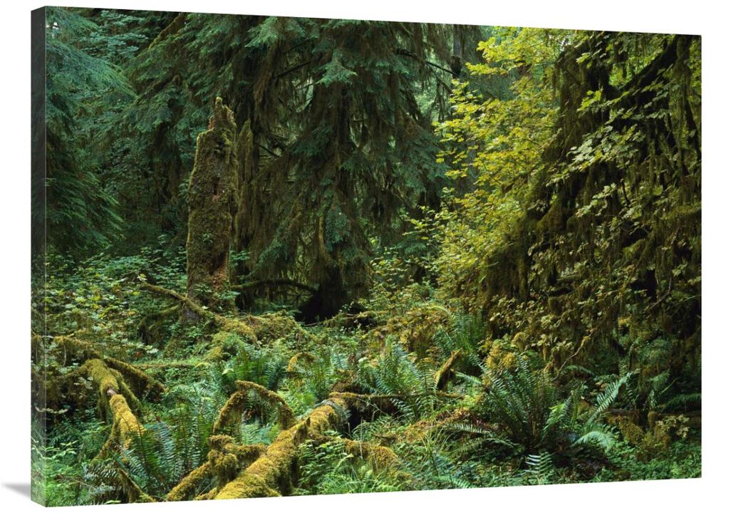 Lush vegetation in the Hoh Rain Forest, Olympic National Park, Washington-Canvas Art-40x30