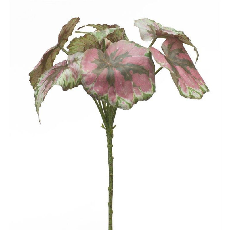 Set of 2 Variegated Begonia Leaf Bushes for Lush Home Décor and Indoor Greenery