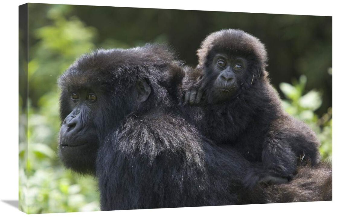 Mountain Gorilla infant riding on mothers back, Parc National Des Volcans, Rwanda-Canvas Art-30x20
