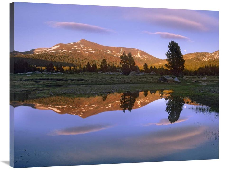 Mount Dana reflected in pond, Yosemite National Park, California-Canvas Art-40x30
