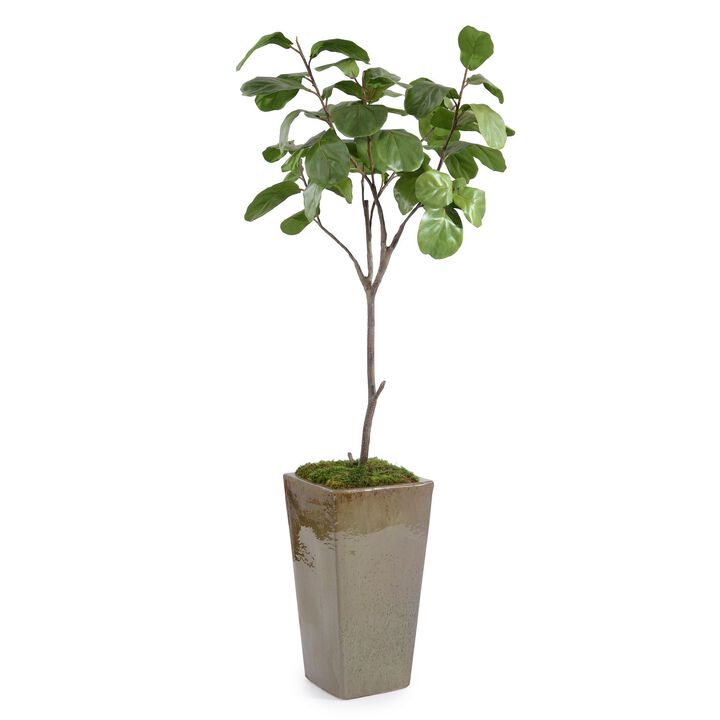 Mossy Fiddle Leaf 5