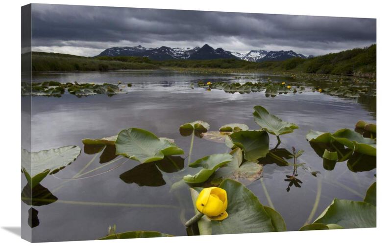 European Yellow Pondlily on pond with overcast sky, Katmai National Park, Alaska-Canvas Art-30x20