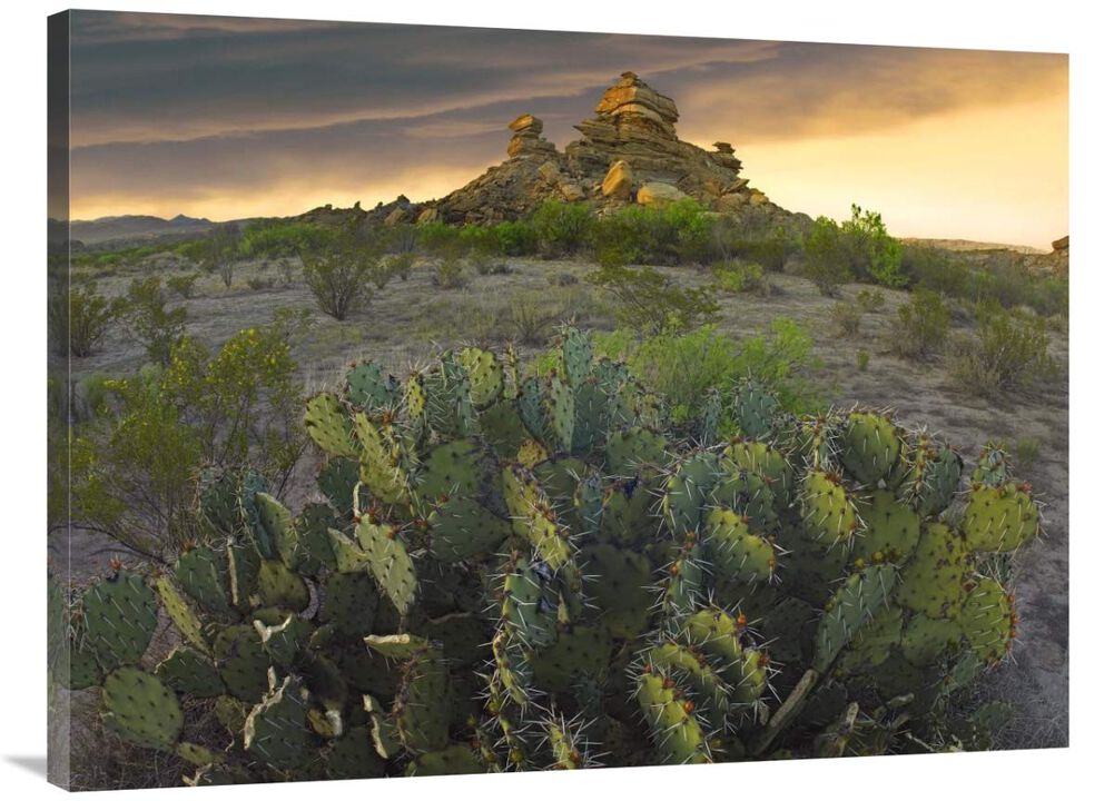 Opuntia and hoodoos, Big Bend National Park, Chihuahuan Desert, Texas-Canvas Art-40x30