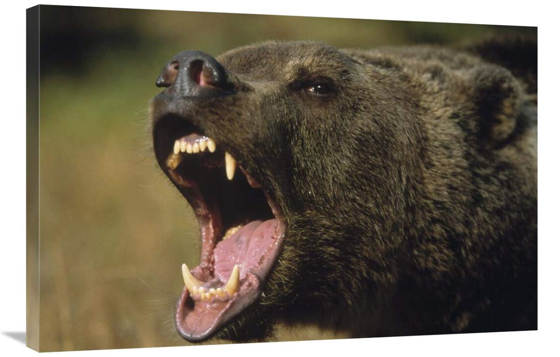 Grizzly Bear calling, North America-Canvas Art-36x24
