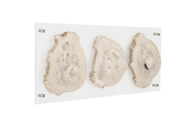 Floating Petrified Wall Art