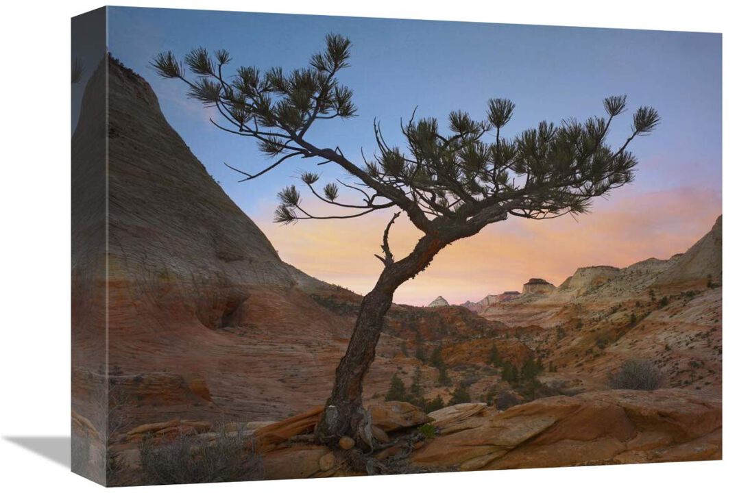 Lone pine tree with East and West Temples in the background, Zion National Park, Utah-Canvas Art-16x12