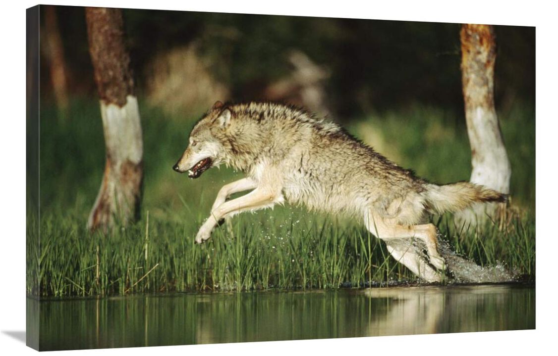Timber Wolf running through shallow river, Montana-Canvas Art-36x24