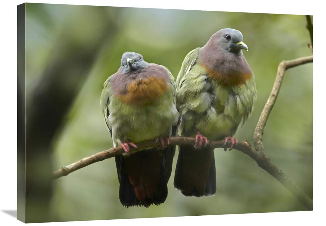 Pink-necked Green-Pigeon pair, Jurong Bird Park, Singapore-Canvas Art-32x24