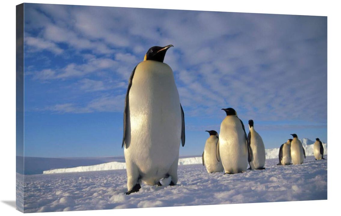 Emperor Penguin group, Kloa Point, Edward VIII Gulf, Antarctica-Canvas Art-36x24