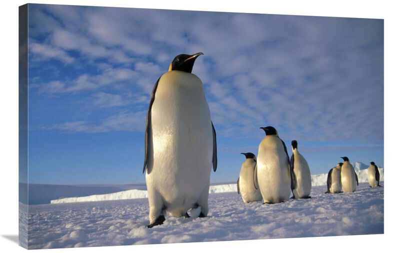 Emperor Penguin group, Kloa Point, Edward VIII Gulf, Antarctica-Canvas Art-36x24