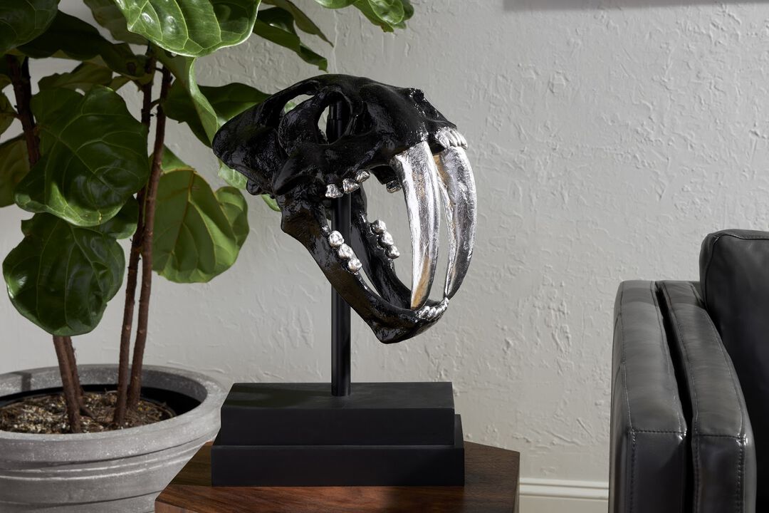 Saber Tooth Tiger Skull