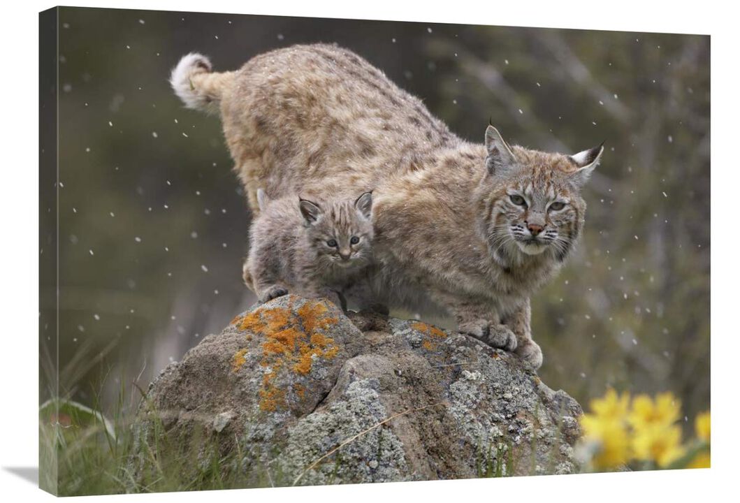 Bobcat mother and kitten in snowfall, North America-Canvas Art-32x24