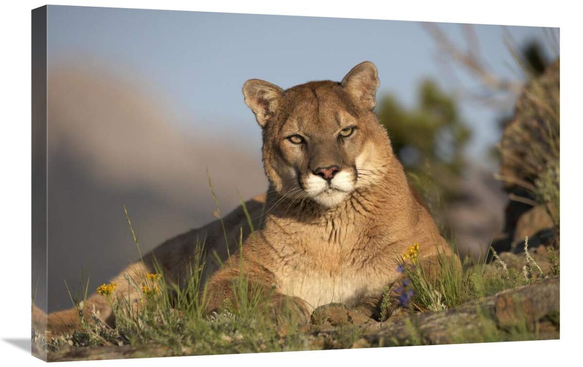 Mountain Lion portrait, North America-Canvas Art-30x20