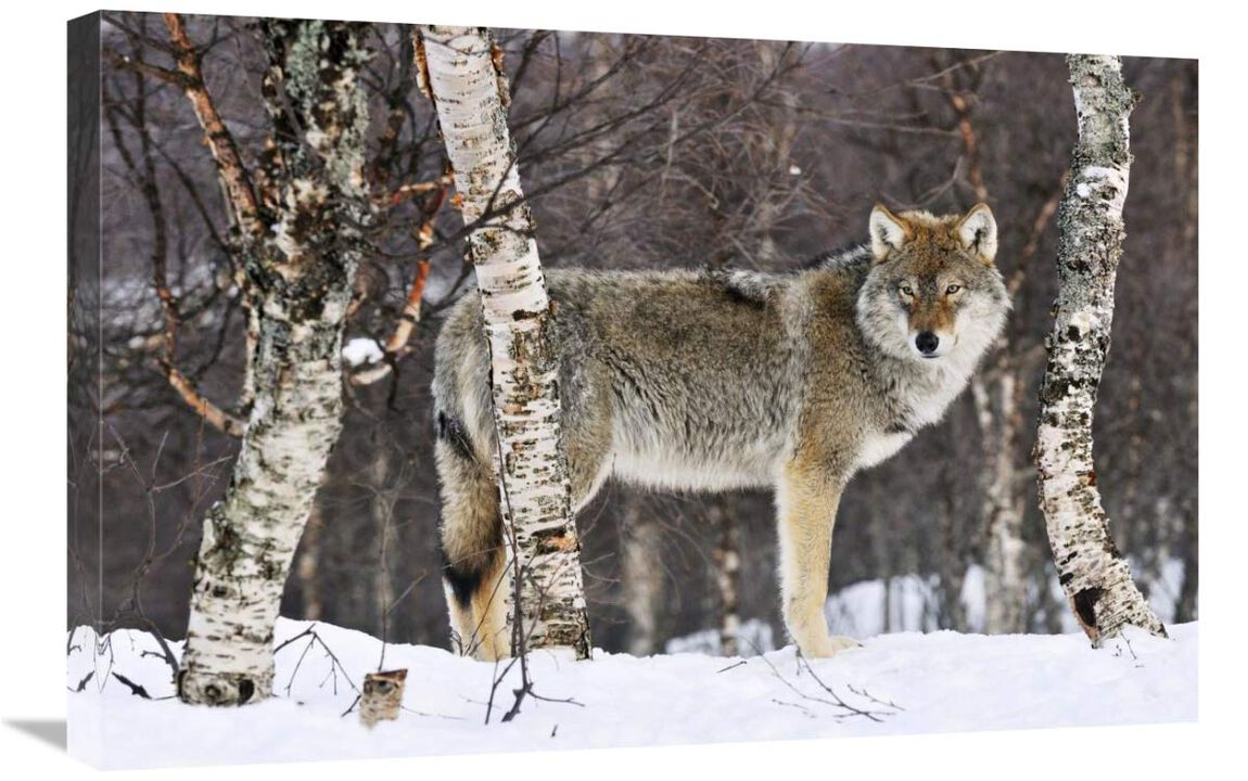 Gray Wolf in the woods, winter, Norway-Canvas Art-30x20
