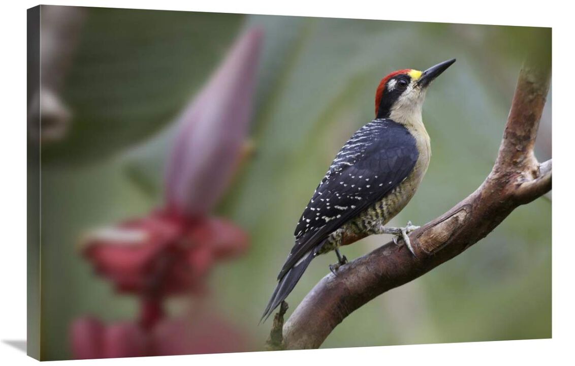 Black-cheeked Woodpecker male, Costa Rica-Canvas Art-36x24