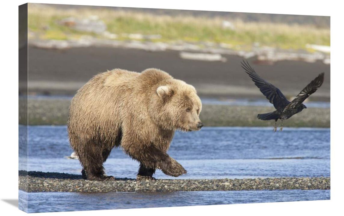 Grizzly Bear walking along water and scaring away Common Raven, Katmai National Park, Alaska-Canvas Art-30x20