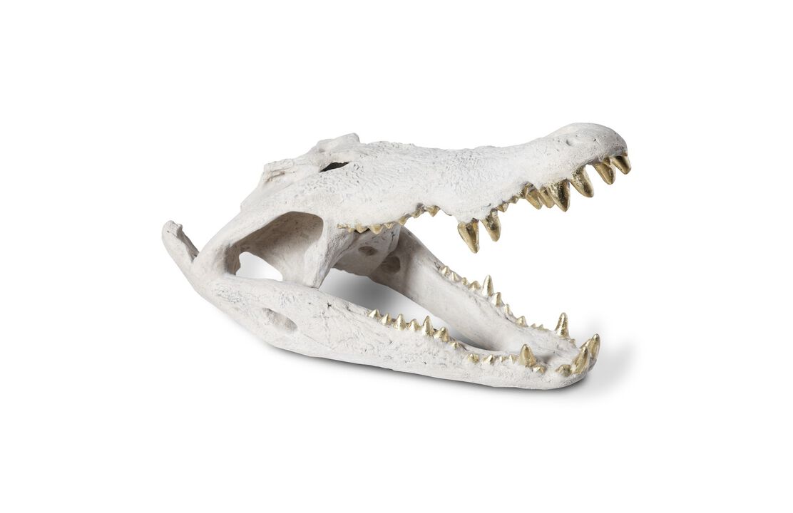 Crocodile Skull