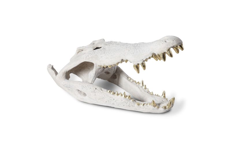 Crocodile Skull